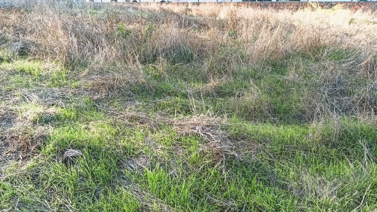 Terreno para Venda em Fermentelos Foto 2