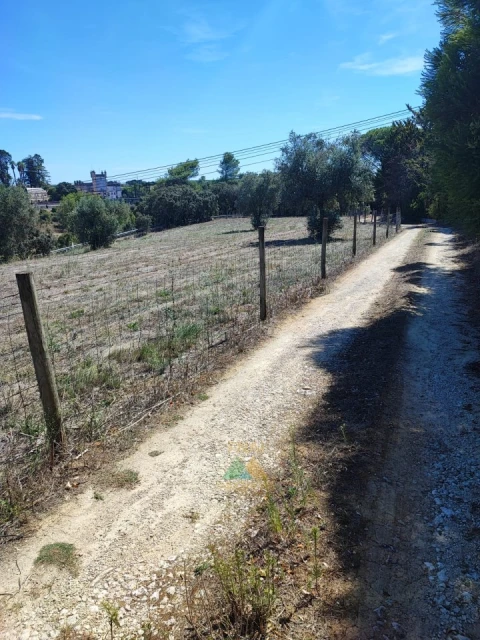 Quinta T20 para Venda em Torres Novas (Santa Maria, Salvador e Santiago)
