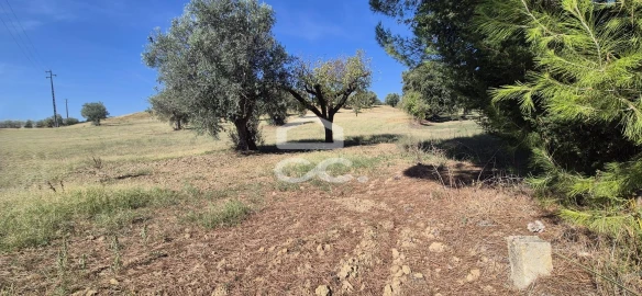 Terreno para Venda em Torres Novas (Santa Maria, Salvador e Santiago)