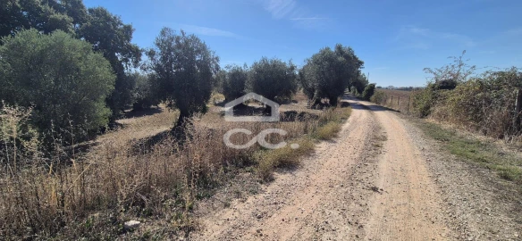 Terreno para Venda em Torres Novas (Santa Maria, Salvador e Santiago)