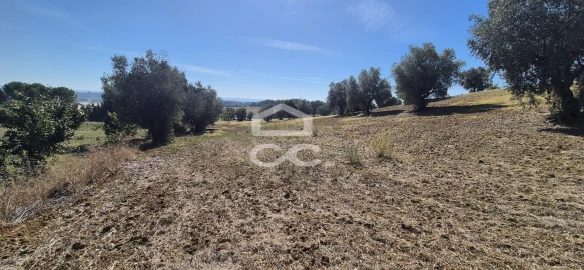 Terreno para Venda em Torres Novas (Santa Maria, Salvador e Santiago)