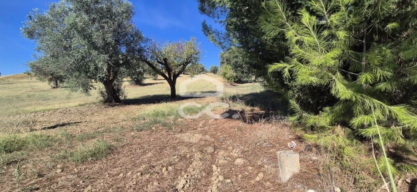 Terreno para Venda em Torres Novas (Santa Maria, Salvador e Santiago)