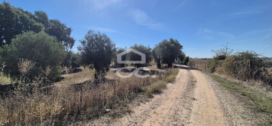 Terreno para Venda em Torres Novas (Santa Maria, Salvador e Santiago) Foto 8