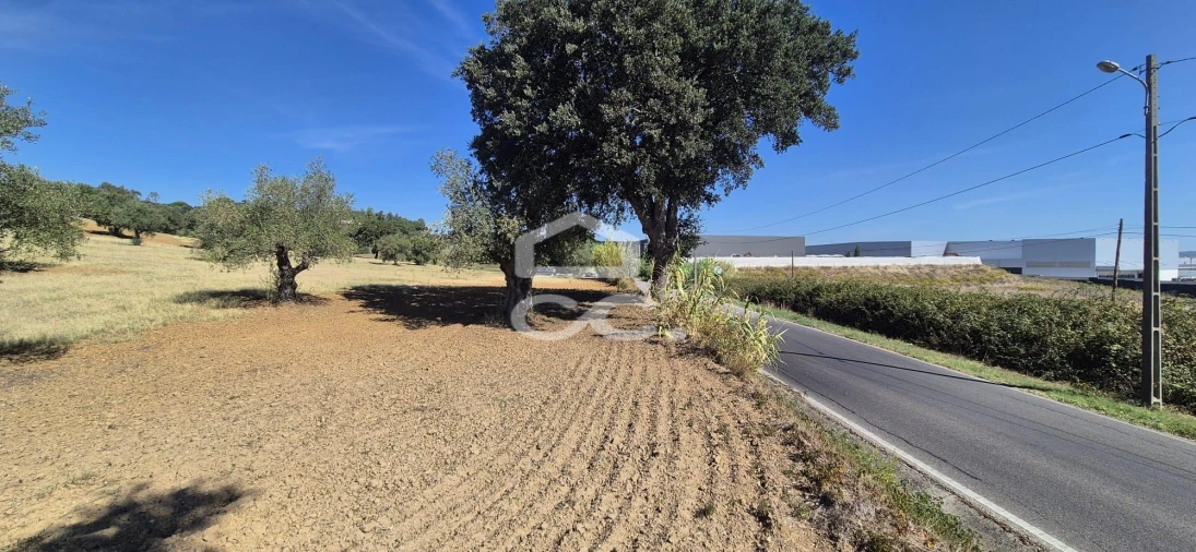 Terreno para Venda em Torres Novas (Santa Maria, Salvador e Santiago) Foto 22