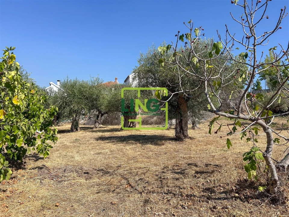 Quinta T6 para Venda em Castelo Branco Foto 19