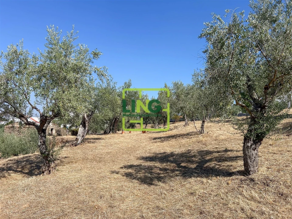 Quinta T6 para Venda em Castelo Branco Foto 25