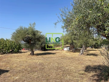 Quinta T6 para Venda em Castelo Branco