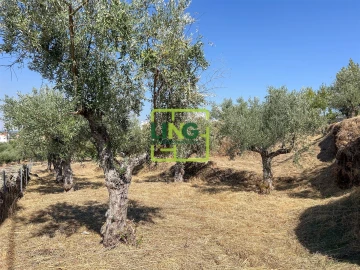 Quinta T6 para Venda em Castelo Branco