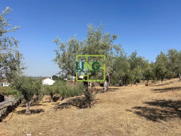Quinta T6 para Venda em Castelo Branco