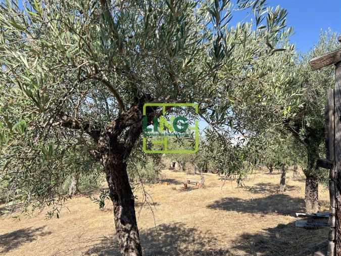 Quinta T6 para Venda em Castelo Branco Foto 28
