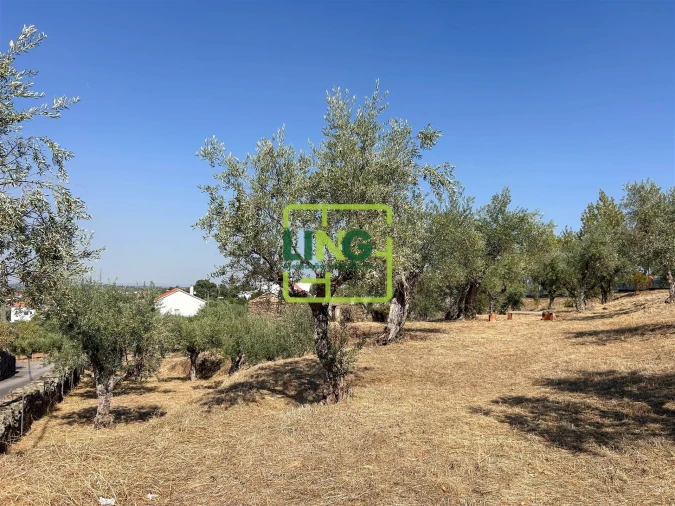 Quinta T6 para Venda em Castelo Branco Foto 27