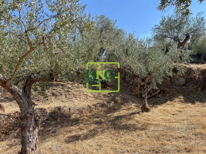 Quinta T6 para Venda em Castelo Branco Foto 23