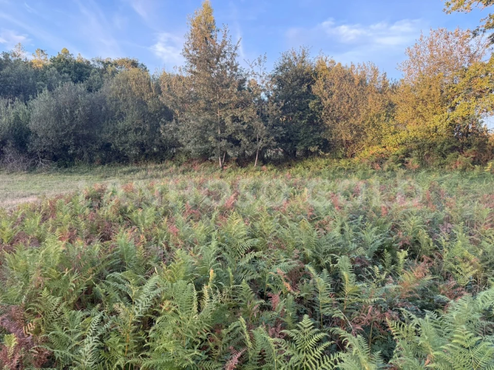 Terreno para Venda em Serzedelo Foto 7