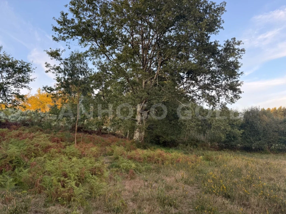 Terreno para Venda em Serzedelo Foto 10