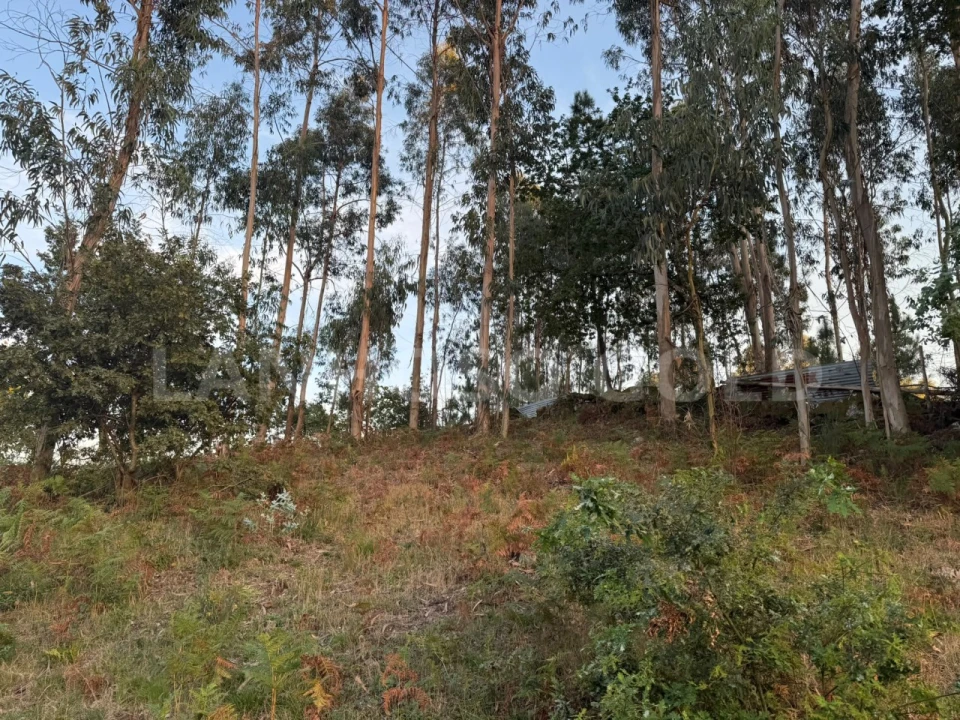 Terreno para Venda em Serzedelo Foto 14