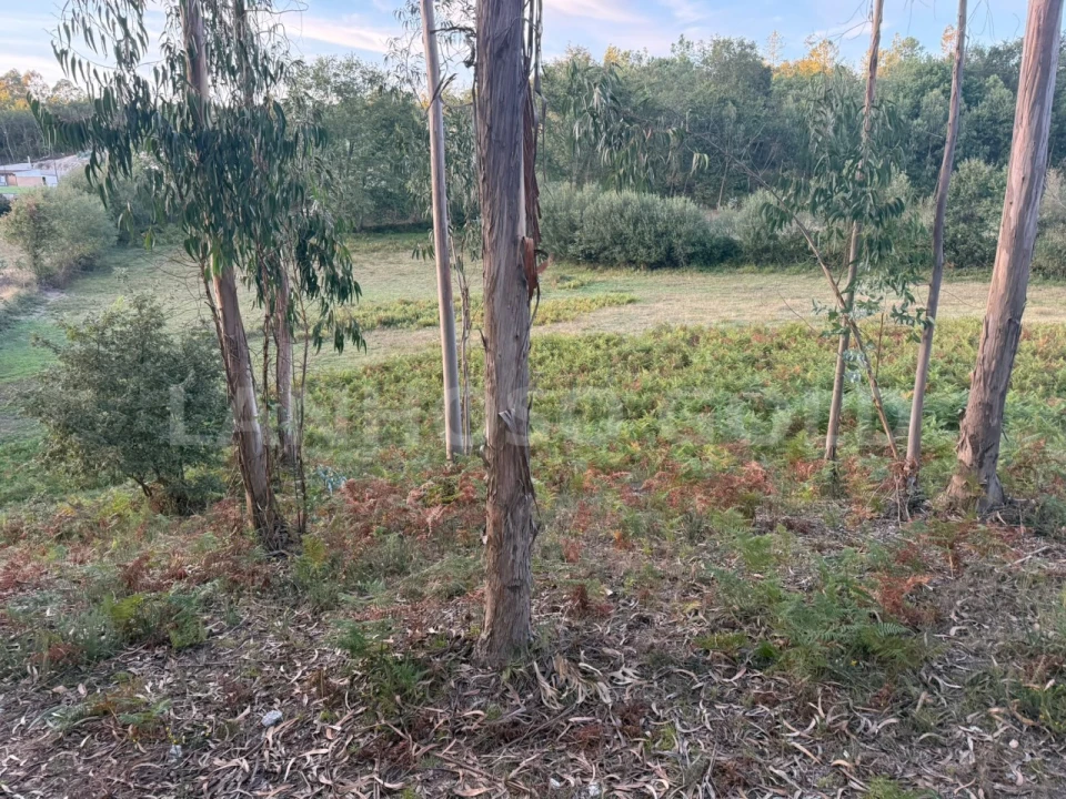 Terreno para Venda em Serzedelo Foto 15