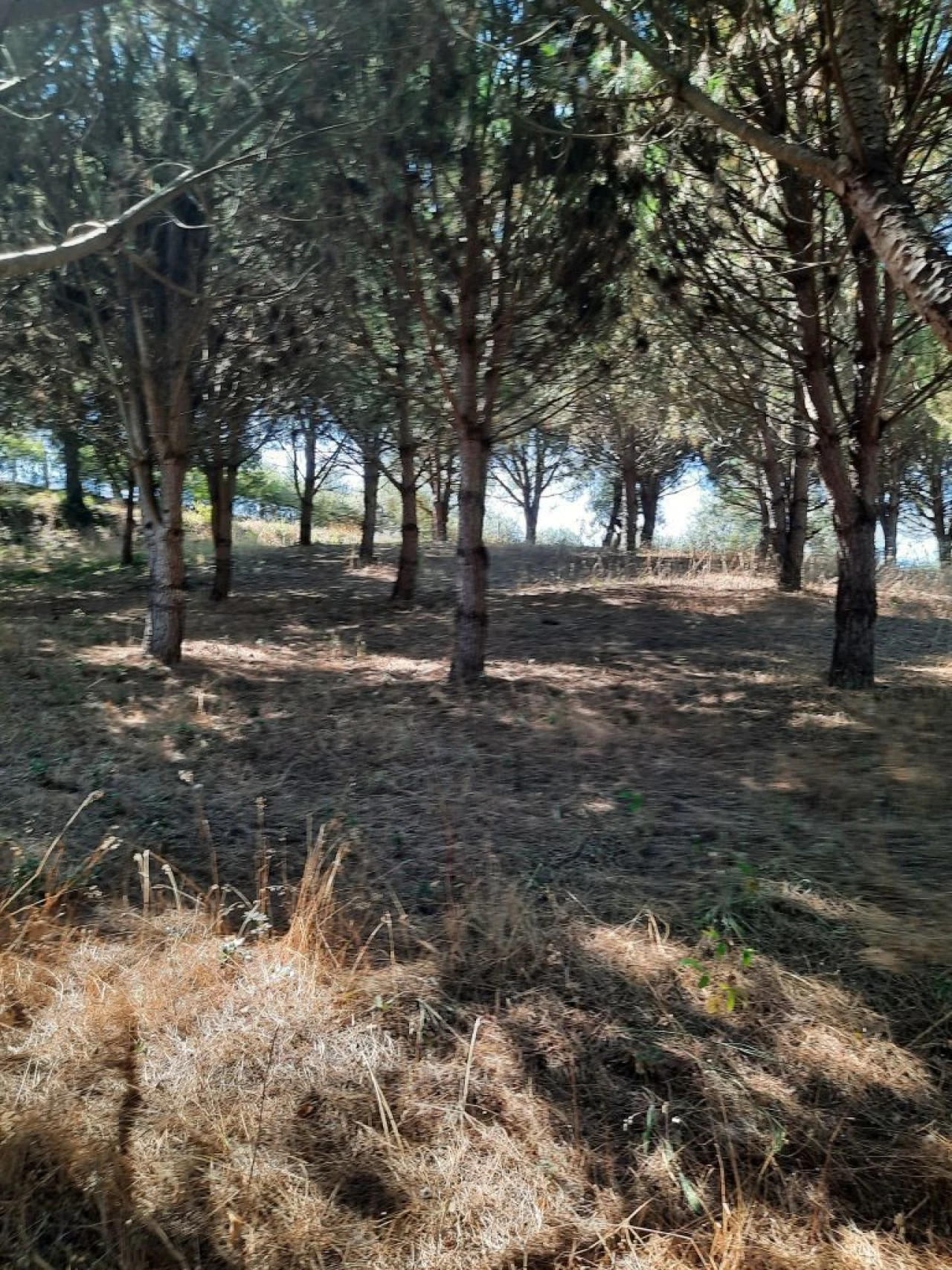 Terreno para Venda em Juncal Foto 1