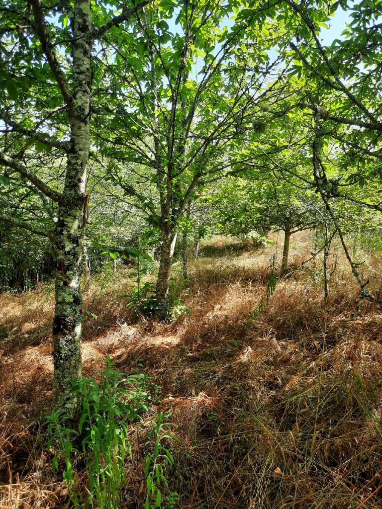 Terreno para Venda em Juncal Foto 5