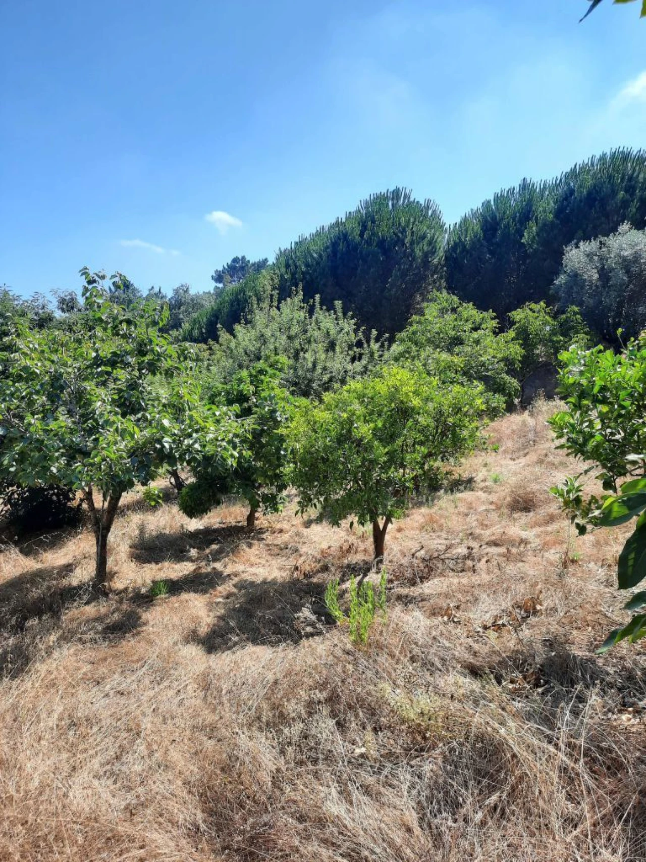 Terreno para Venda em Juncal Foto 2
