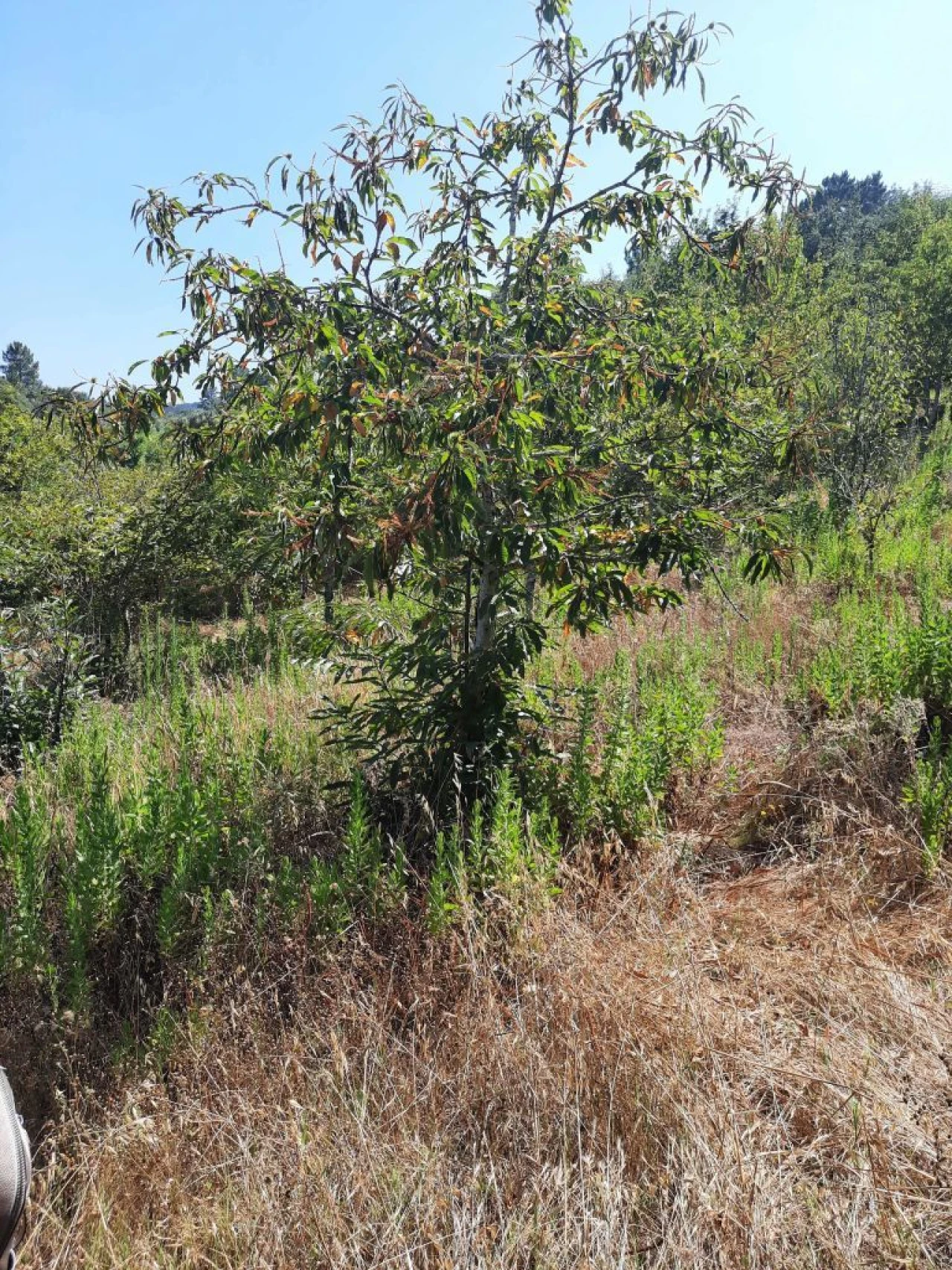 Terreno para Venda em Juncal Foto 4