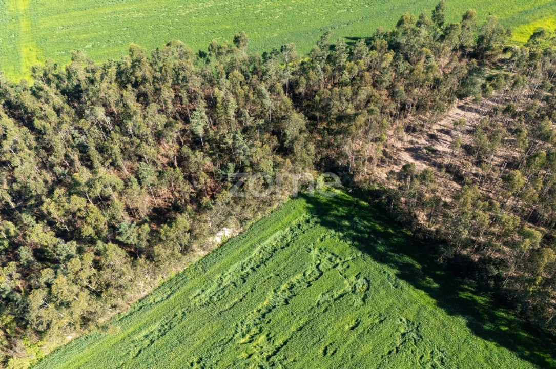 Terreno para Venda em Guilhabreu Foto 20