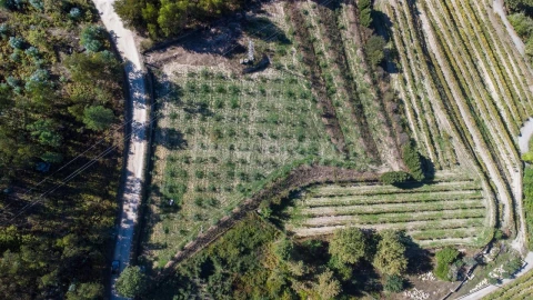 Terreno para Venda em Recezinhos (São Martinho)