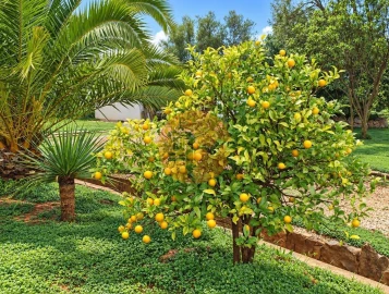 Moradia T5 para Venda em Tavira (Santa Maria e Santiago)
