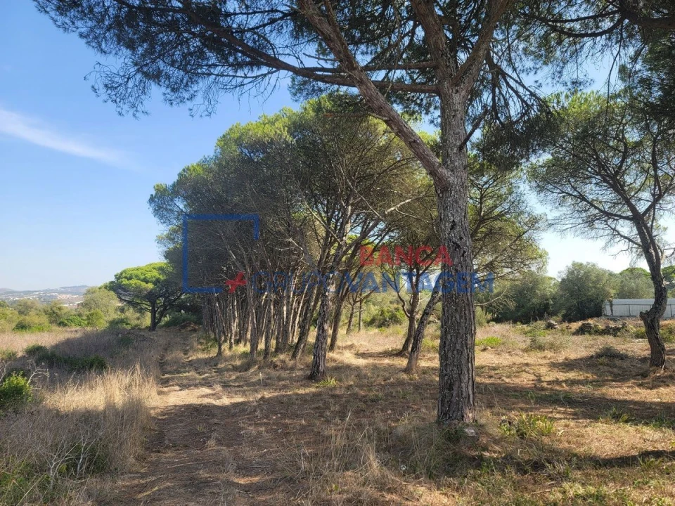 Terreno Agricola ou Rústico para Venda em São João das Lampas e Terrugem Foto 2