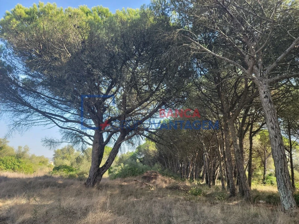 Terreno Agricola ou Rústico para Venda em São João das Lampas e Terrugem Foto 8