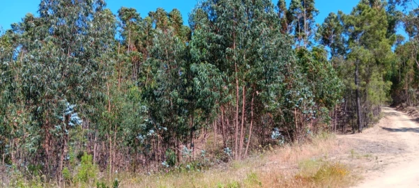Terreno para Venda em Cardigos