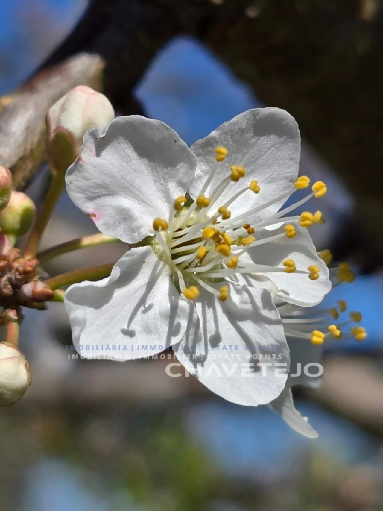 Moradia T3 para Venda em Almoster Foto 42