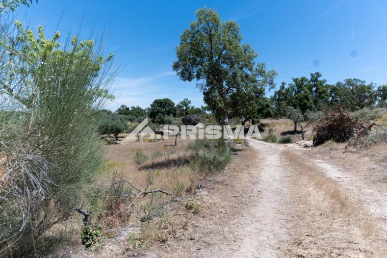 Quinta T3 para Venda em Castelo Branco Foto 58
