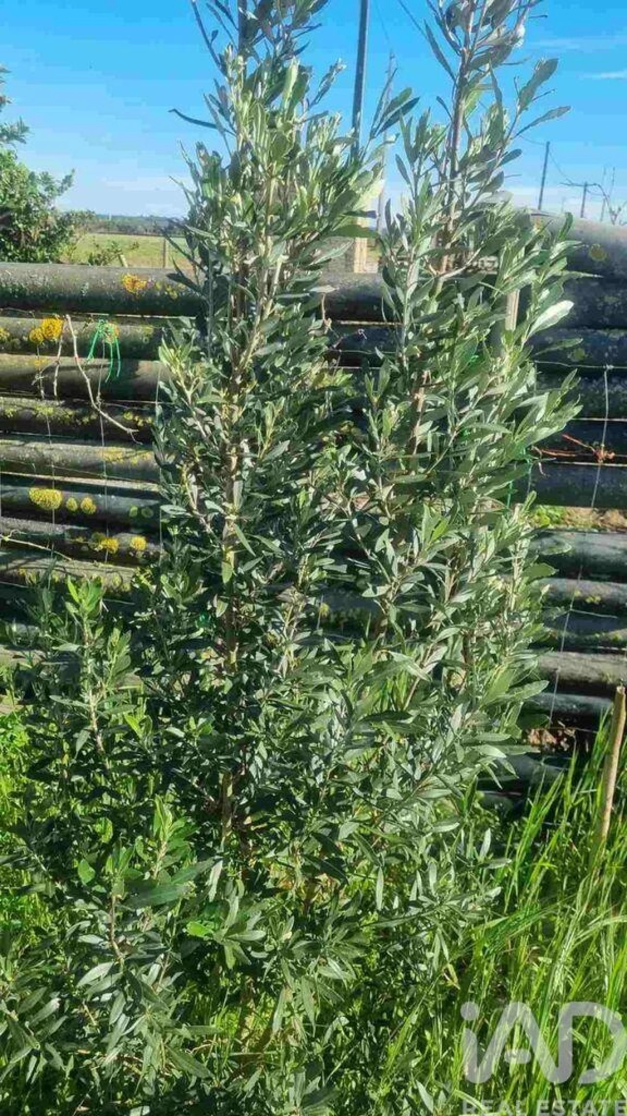 Terreno para Venda em Benfica do Ribatejo Foto 32