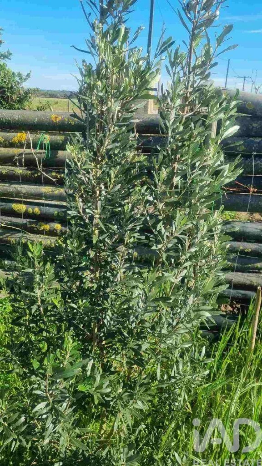 Terreno para Venda em Benfica do Ribatejo Foto 32