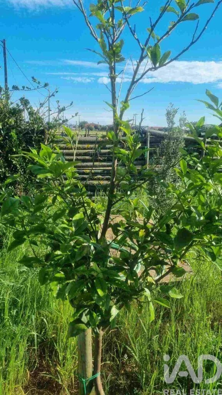 Terreno para Venda em Benfica do Ribatejo Foto 30