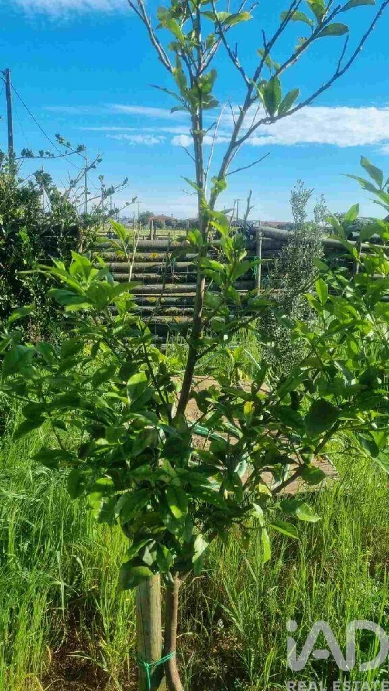 Terreno para Venda em Benfica do Ribatejo Foto 30