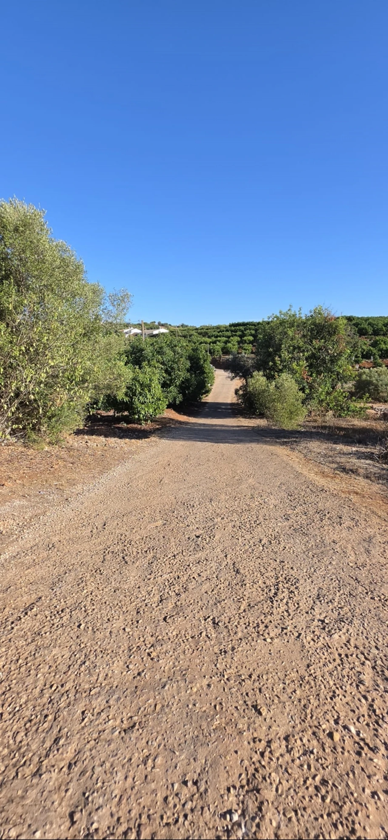 Terreno para Venda em Silves Foto 3