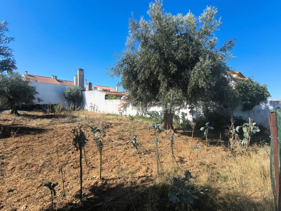 Terreno para Venda em São João Baptista Foto 7