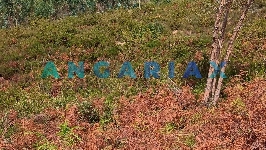 Terreno Agricola ou Rústico para Venda em Espite