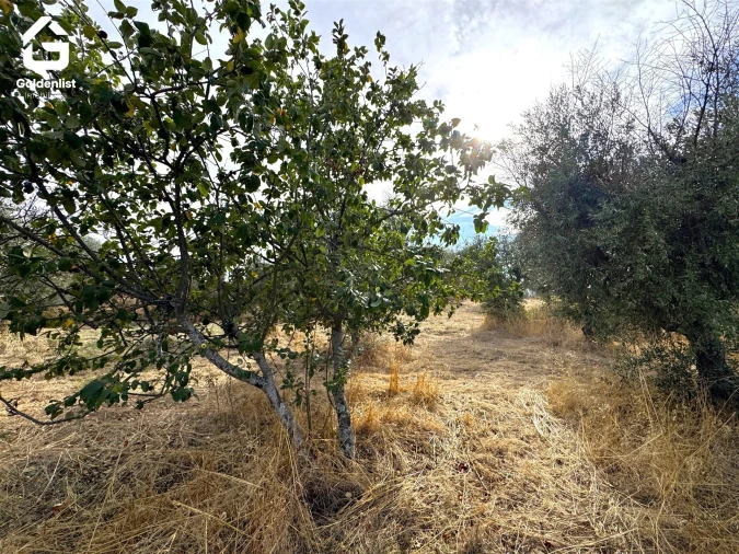 Quinta T0 para Venda em Penamacor Foto 33