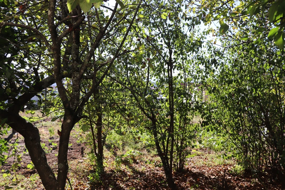 Moradia T3 para Venda em Freamunde Foto 32