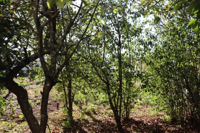 Moradia T3 para Venda em Freamunde