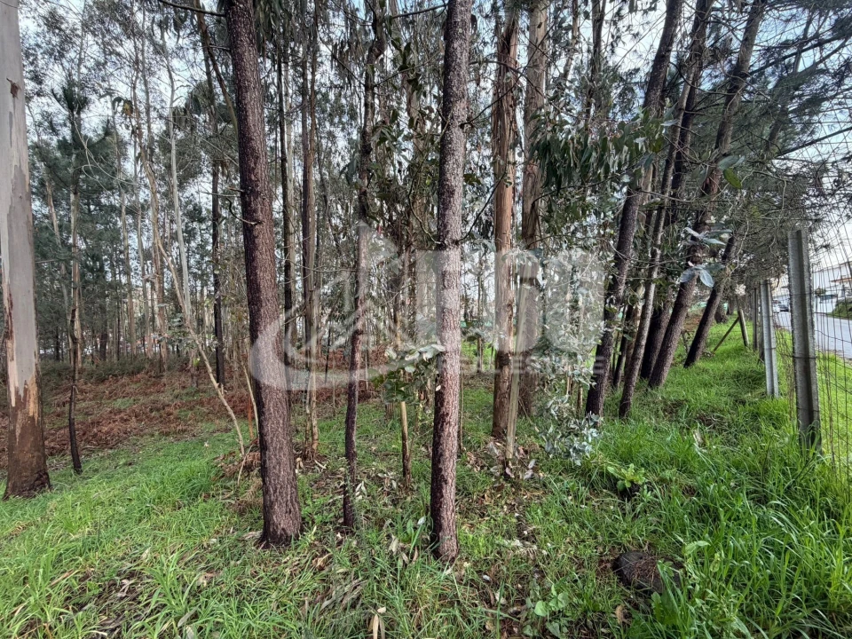Terreno para Venda em Fiães Foto 14