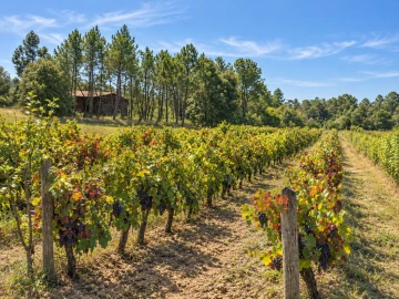 Terreno para Venda em Alfarelos