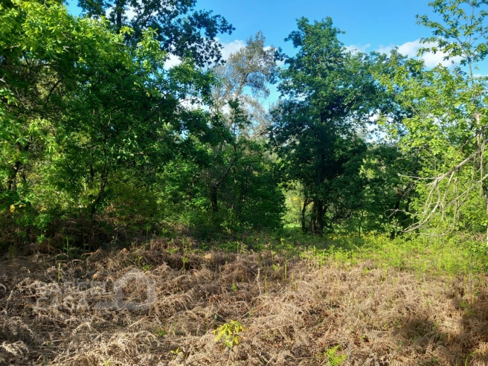 Terreno para Venda em Associação de Freguesias do Vale do Neiva Foto 2