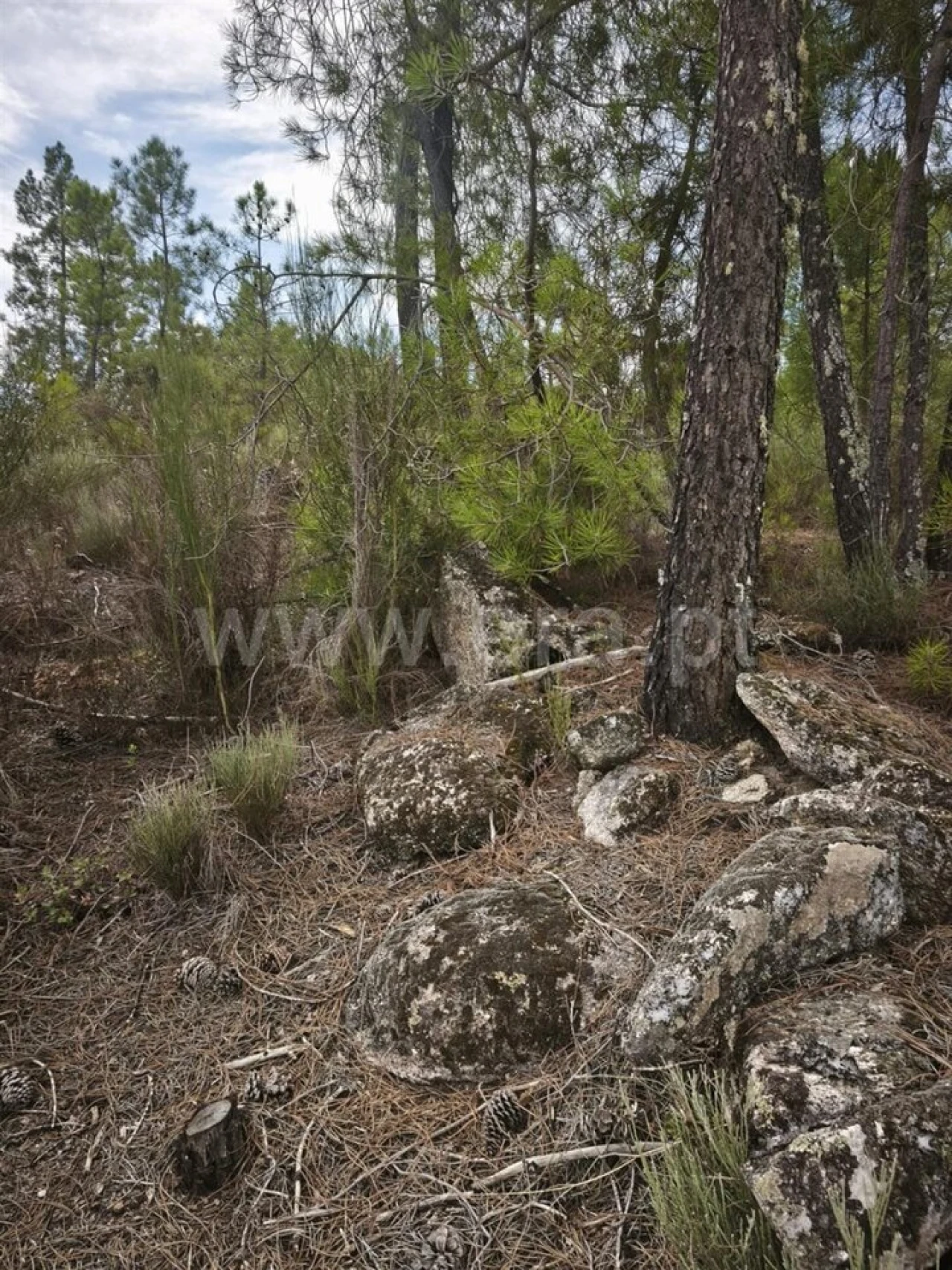 Terreno para Venda em Orca Foto 12