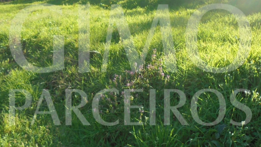 Terreno para Venda em Recardães e Espinhel