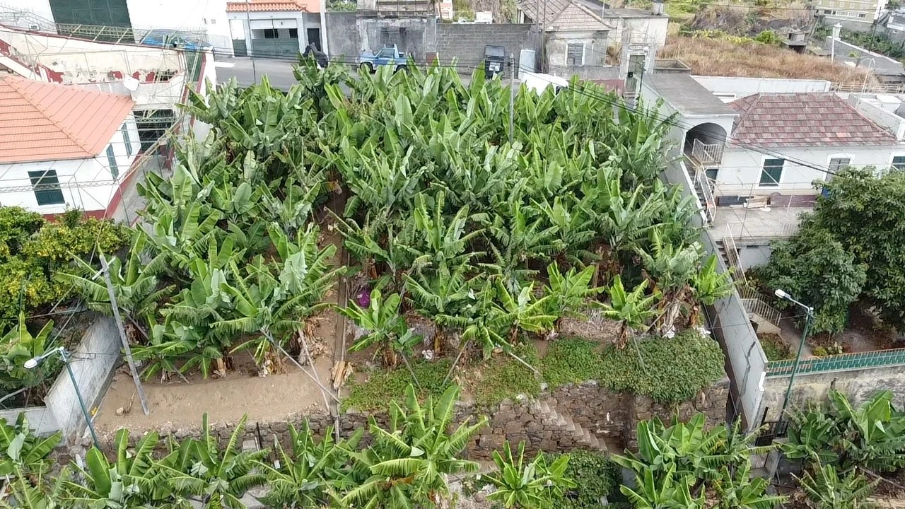 Terreno para Venda em Camara de Lobos Foto 1