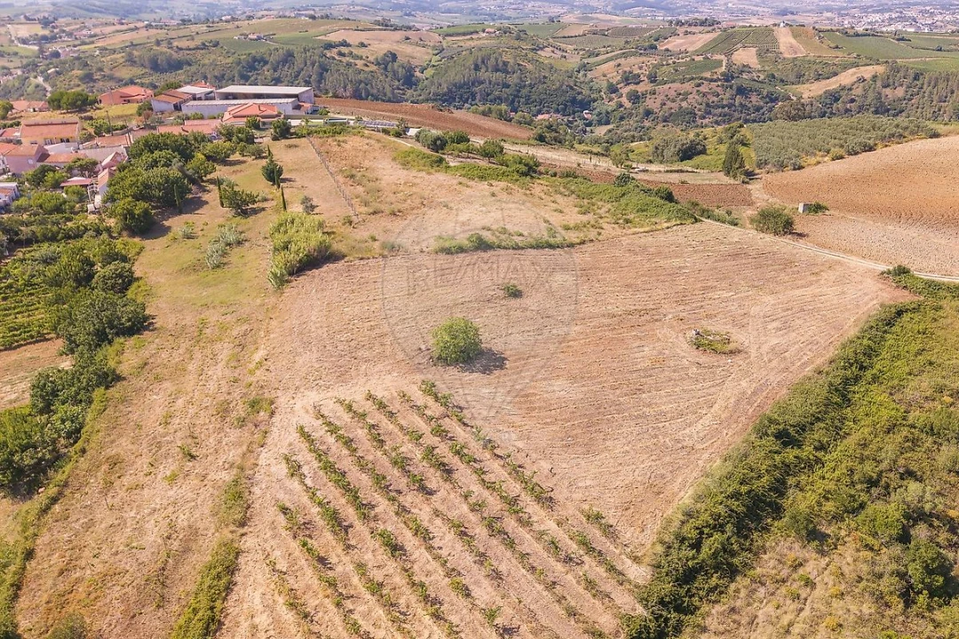 Terreno para Venda em Ribafria e Pereiro de Palhacana Foto 2