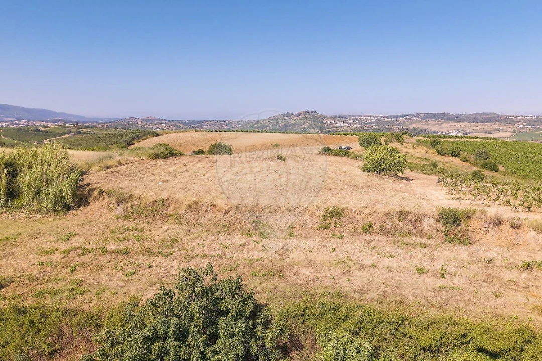 Terreno para Venda em Ribafria e Pereiro de Palhacana Foto 3